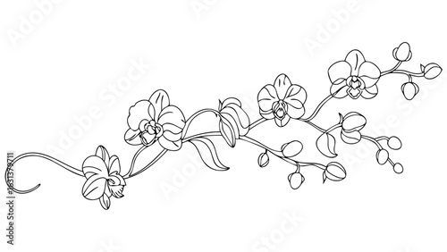 A delicate line drawing of an orchid branch with open blossoms and several unopened buds on a white background
