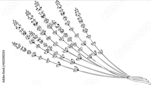 Detailed line drawing of a lavender bouquet with multiple stems and flower spikes in monochrome style