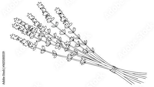 Illustration of a bundle of lavender flowers with stems tied together in a simple line drawing style