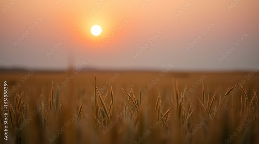 Fototapeta premium Wheat fields fading into the horizon under soft pastel sunset skies