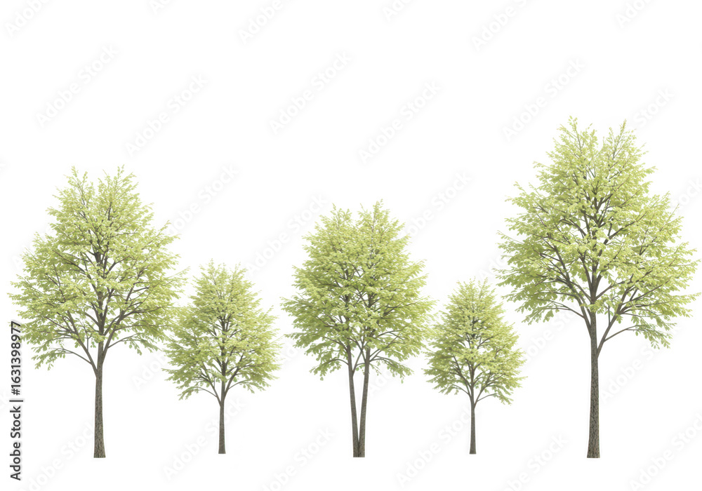 Fototapeta premium Five green trees with light foliage, isolated on transparent background