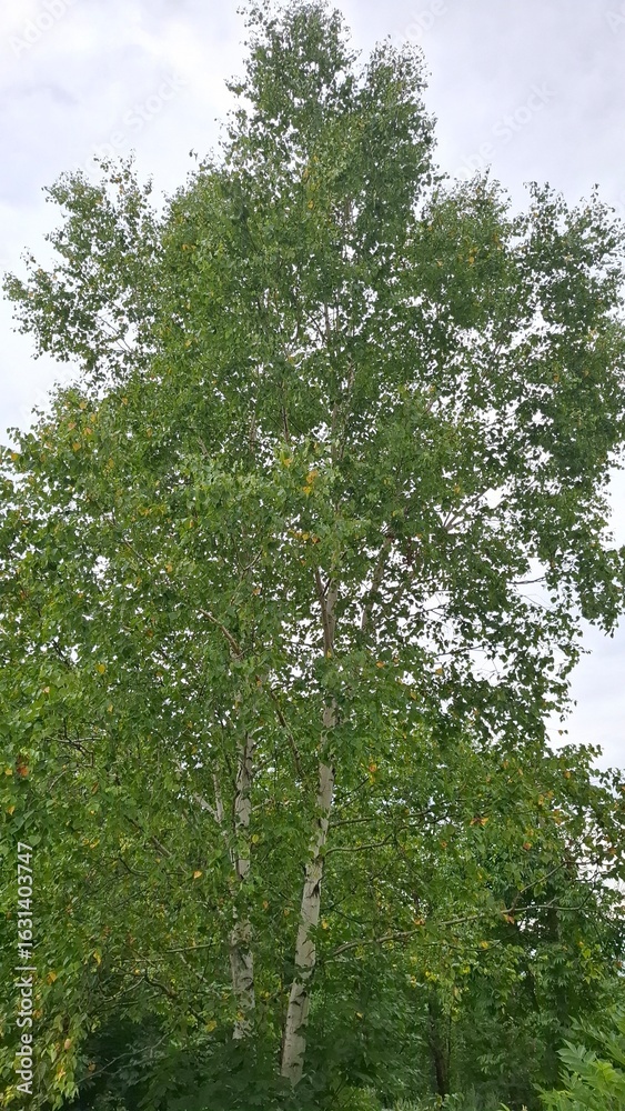 Fototapeta premium The birch is white, with a lush green crown, the birch leaves have begun to turn yellow, and autumn is approaching