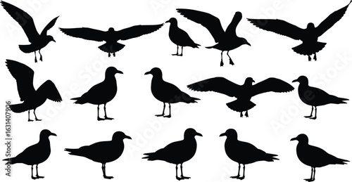 Bird silhouettes in flying, standing, perched poses, black minimal illustrations, avian posture collection, animal movement art, wildlife reference pack
