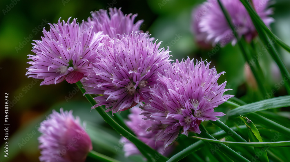 Obraz premium Purple chive flowers blossoming amidst vibrant green stalks in a lush garden setting, showcasing natural beauty and tranquility, ideal for themes of nature, gardening, and vibrant flora.
