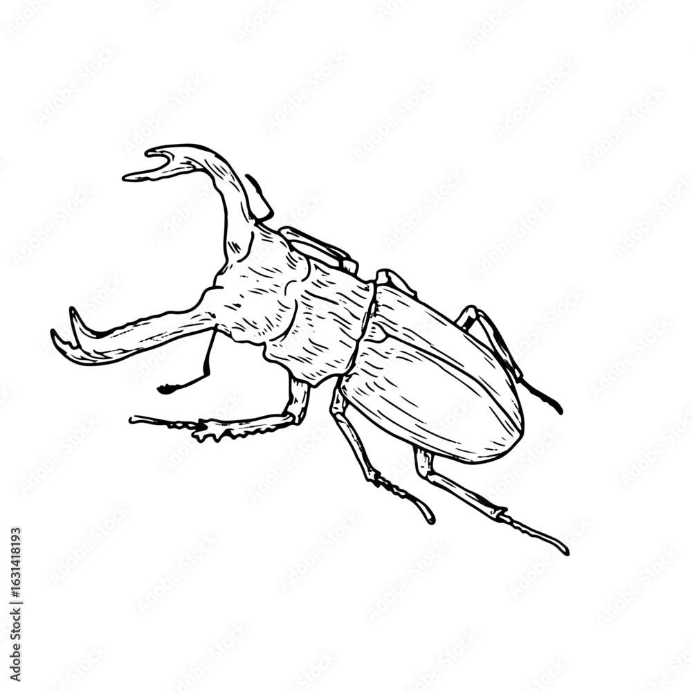 Obraz premium Large beetle of the horned beetle family, black and white sketch. Vector illustration. Simple drawing of an insect, isolated on a white background. The theme of insects, travel, book encyclopedias