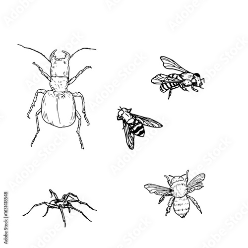 A tree beetle and a bumblebee, flies and bees, a set of silhouettes in black and white sketch. Vector illustration. A simple drawing of insects and spiders, isolated on a white background.