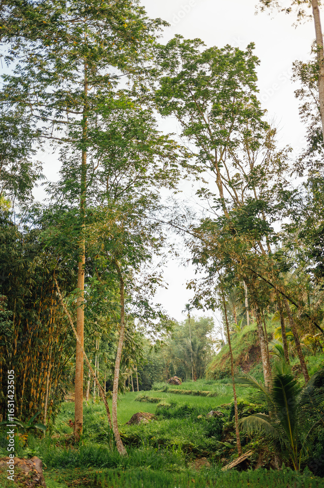 Fototapeta premium Terraced Rice Field and Jungle Edge in Tetebatu, Lombok