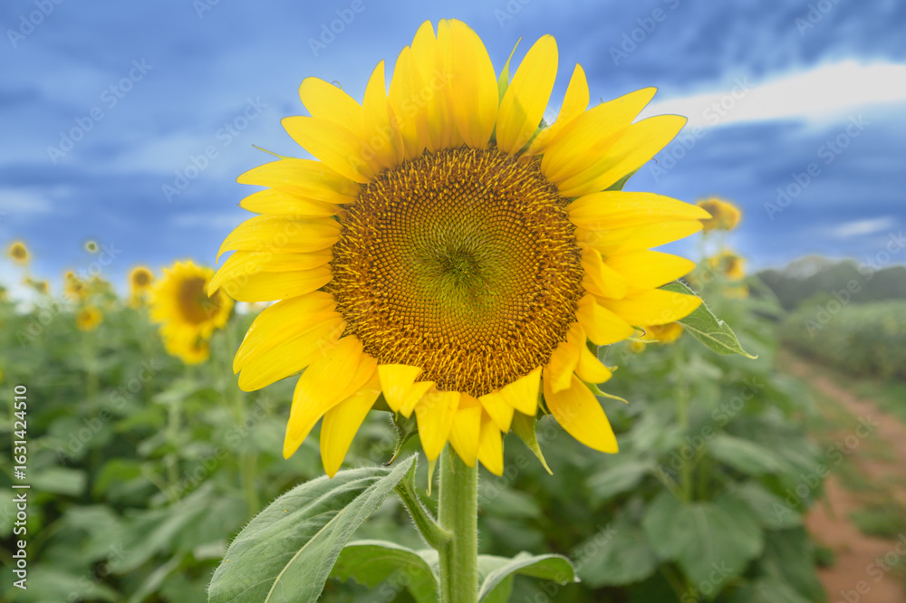 A close up of a sunflower on a farm with a blue sky. A close up of a sunflower on a farm with a blue sky.