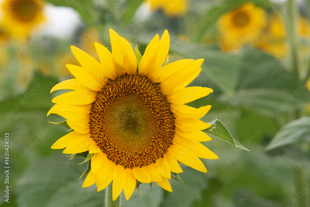 Obraz premium A single sunflower in bloom in a field.