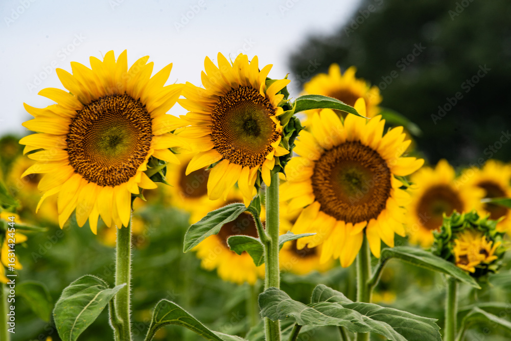 Fototapeta premium A group of sunflowers in a field.