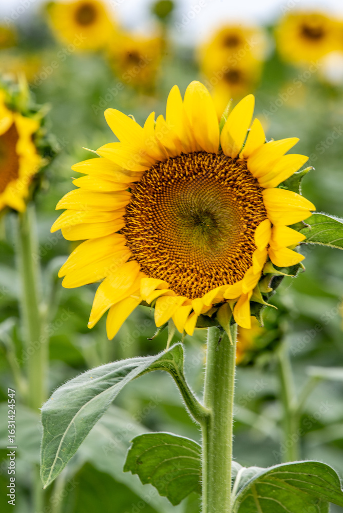 Fototapeta premium A close up of a single sunflower in a field.