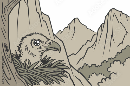 A condor chick peeks from a nest in California’s Pinnacles National Park, part of a fragile comeback for the rare bird.