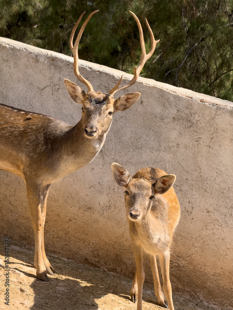 Obraz premium The cute deer on the farm