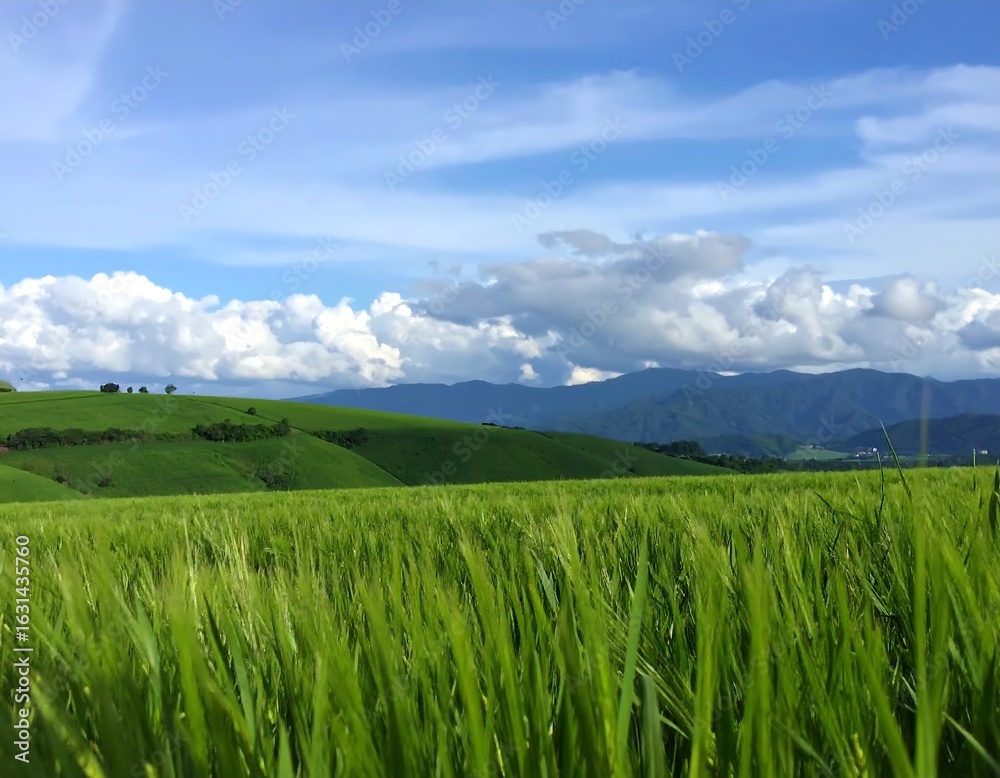 Obraz premium Lush green field stretches to mountains under a vibrant blue sky