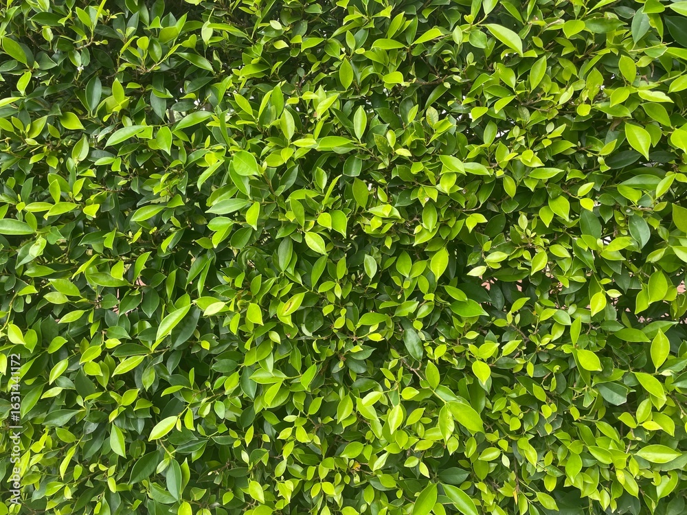 Obraz premium green leaves background