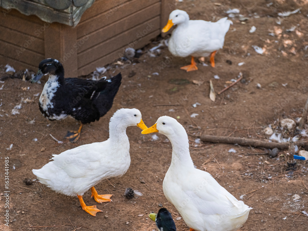 Fototapeta premium The cute ducks on a farm