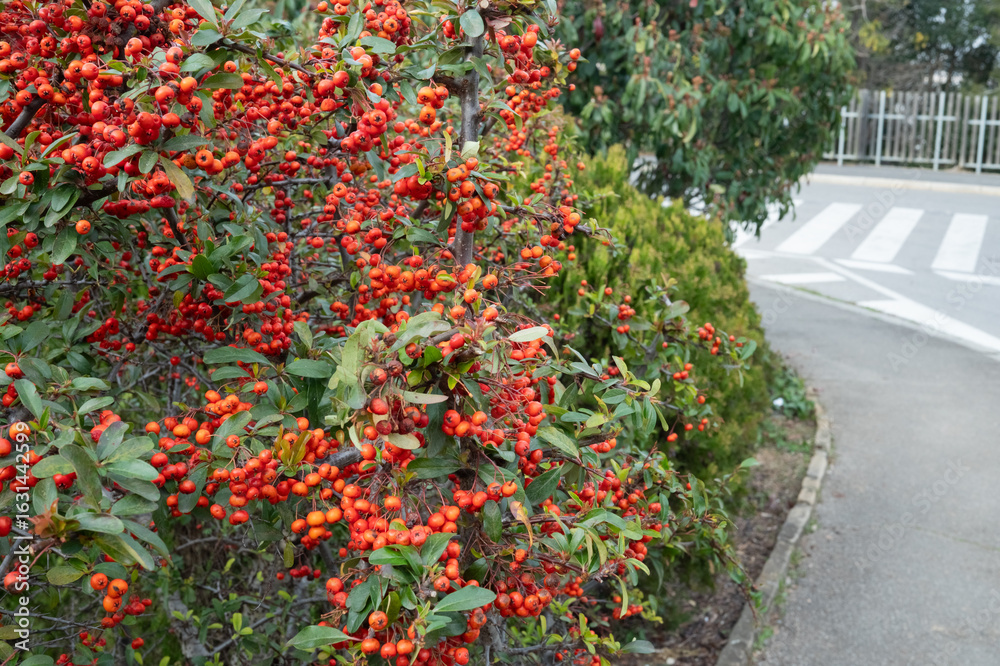 Obraz premium Dense red berries on bush near sidewalk bend