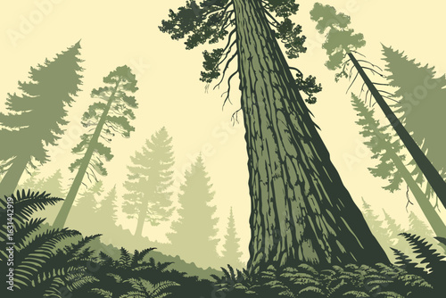 A towering redwood tree in Northern California stretches toward the sky, surrounded by a quiet forest carpeted in ferns and filtered light.