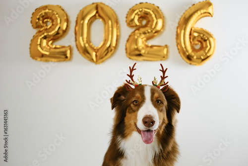 Greeting card with a dog and golden balloons in the shape of numbers 2026 - Happy New Year and Merry Christmas concept. Australian shepherd wears brown reindeer antlers - Santa's helper.