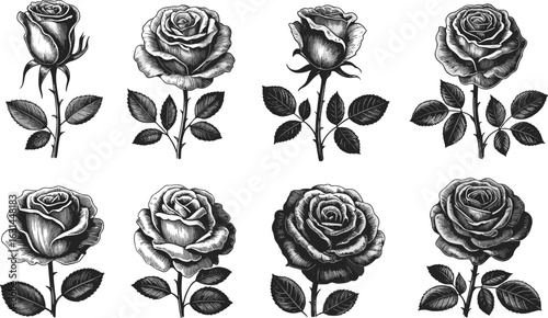 Vintage hand drawn rose engraving collection, detailed black and white floral botanical sketch, classic antique flower illustration set
