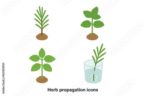Isometric herb propagation icons set – rosemary stem cutting, mint sprig rooting, basil shoot transplant, glass water starter with roots, gardening plant cloning vector illustration