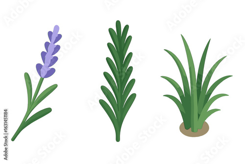 Isometric companion herb plant icon set: fragrant lavender sprig, aromatic rosemary stalk, decorative ornamental grass clump, flat vector illustration for gardening, landscaping, culinary herb design