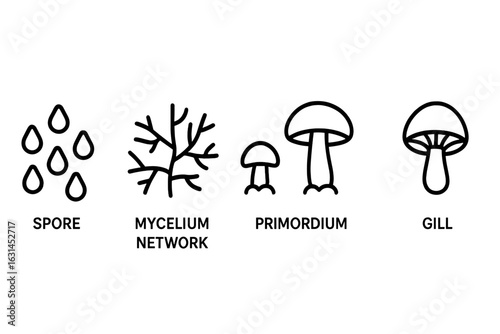 Mushroom life cycle outline icon set – spore droplets, branching mycelium network, small primordium pinheads, mature fruiting body, exposed gills – black editable stroke vector illustration