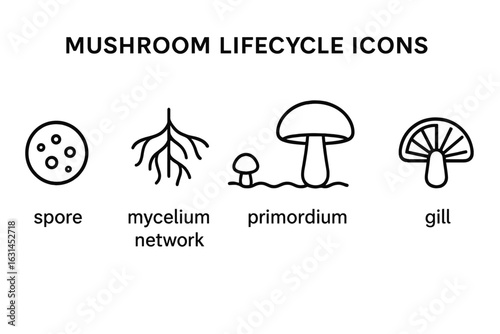 Mushroom lifecycle outline icons set — spore, mycelium network, primordium, fruiting body, mushroom gill, biology stages, educational infographic, linear vector illustration, transparent background