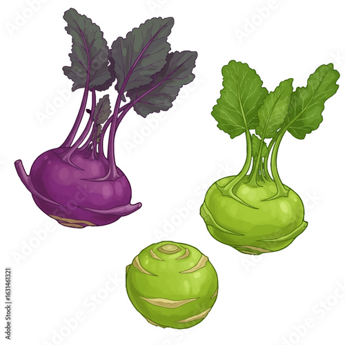 Illustration showcasing purple and green kohlrabi vegetables with leaves, isolated on a white background, vibrant and detailed, perfect for culinary or educational projects