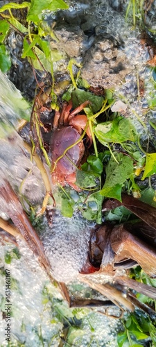 freshwater crab crawling againts the flow in a shallow stream