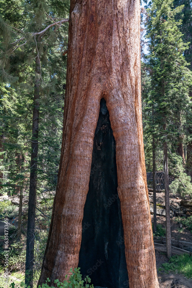 Fototapeta premium General Grant Grove, Kings Canyon National Park, The western slopes of the Sierra Nevada mountain range of California. Sequoiadendron giganteum (giant sequoia, giant redwood, Sierra redwood