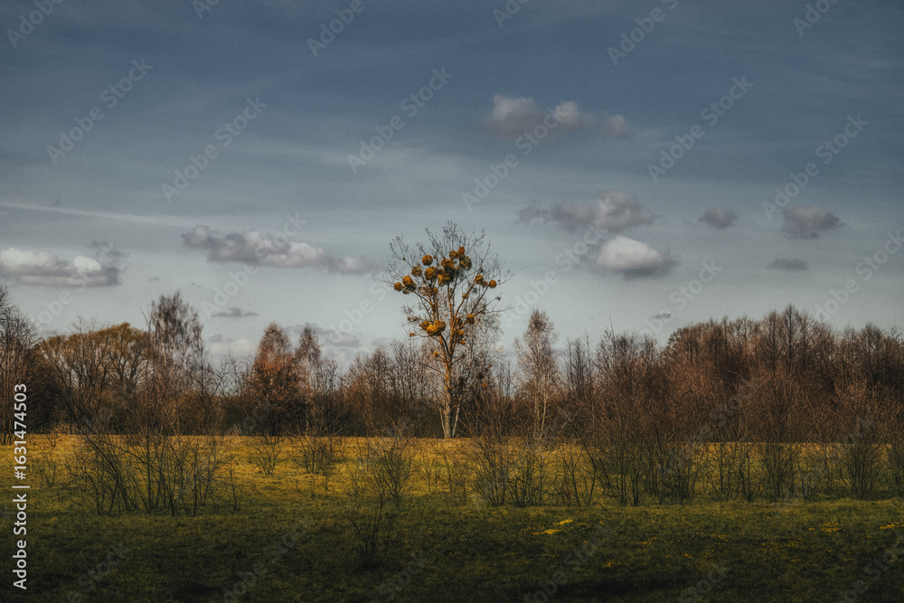 Obraz premium Samotne drzewo 