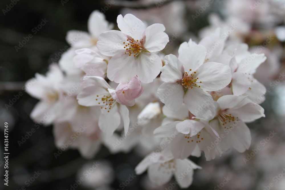 Fototapeta premium Boy with Tulips and sakura