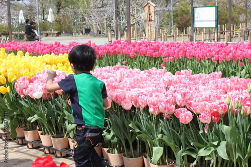 Boy with Tulips and sakura