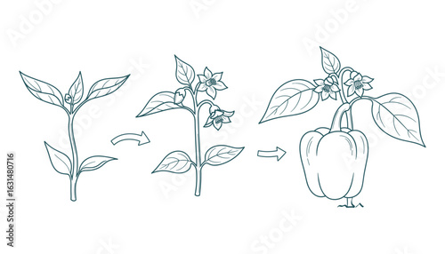Pepper Plant Growth Stages, from Seedling to Fruit, Outline Vector Illustration