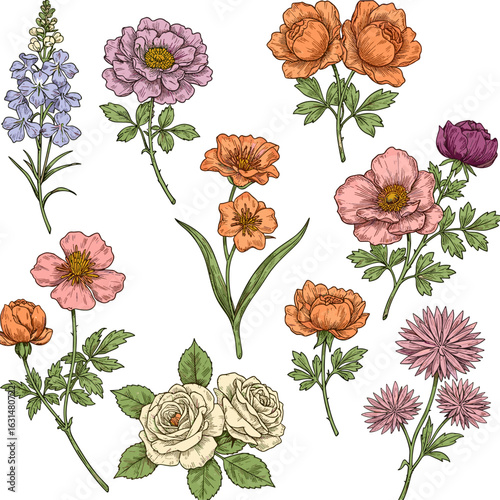 Detailed botanical illustration featuring a variety of colorful flower species with intricate line work and shading