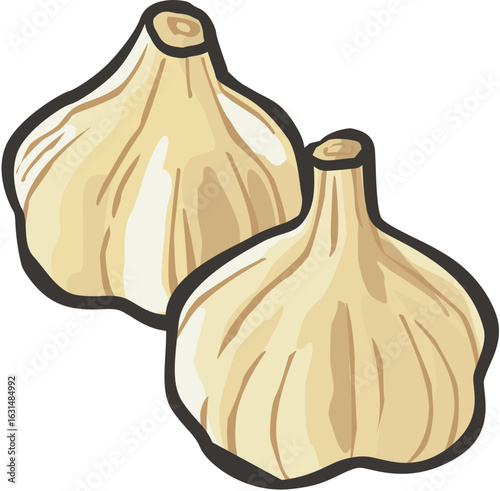 Vector art of two bulbs of fresh garlic isolated on a white background, a healthy and organic vegetable ingredient