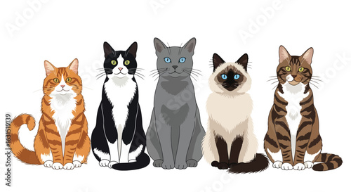 Vector illustration of group of five different cat breeds sitting and posing together, isolated on white background