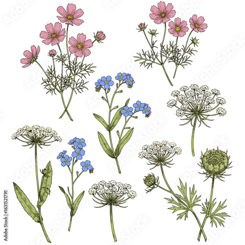 Botanical illustration featuring cosmos, forget-me-nots, and Queen Anne's lace wildflowers on a white backdrop