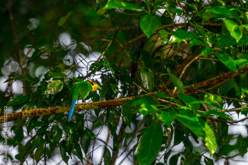 Fototapeta premium Long-tailed broadbill Broad-mouthed, long-tailed adults have a bright yellow throat and face. There are yellow patches on each side of the nape of the neck. 