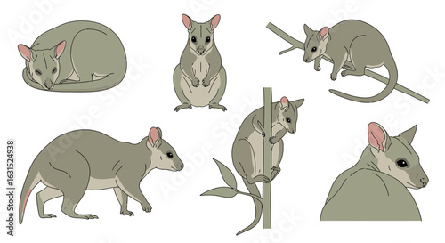 Cuscus illustration showing six poses on white background  