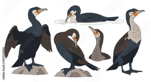 Flightless cormorant illustrations in various poses and views  