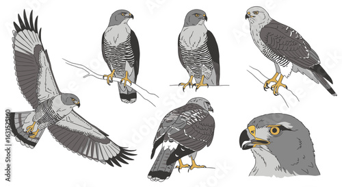 Galápagos Hawk illustrations showing various poses and details  
