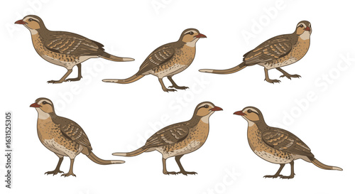 Ground roller bird illustrations in various poses and angles  
