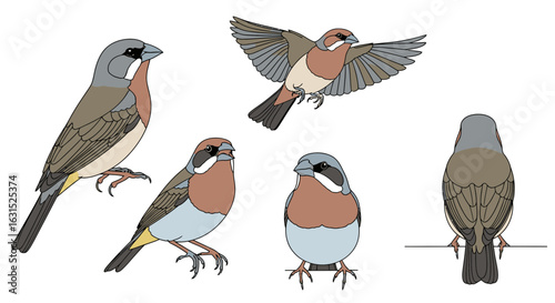 Large Ground Finch illustrated in various poses and angles  
