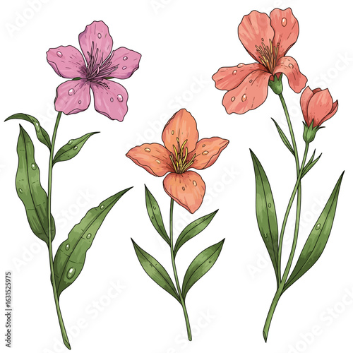 Detailed vector illustration of colorful wildflowers with dew drops on petals and leaves, isolated on white