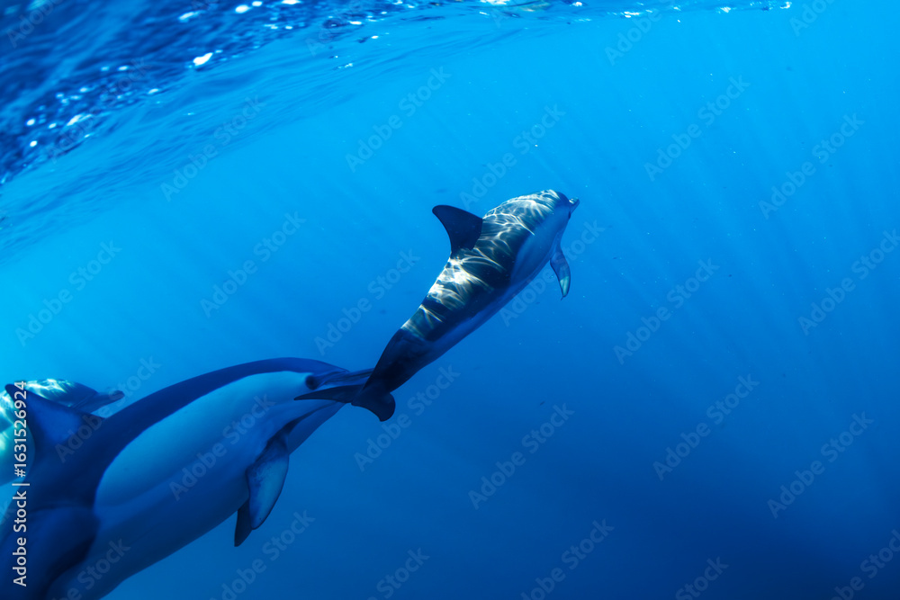 Naklejka premium A pod of dolphins swimming in clear blue waters of Australia.