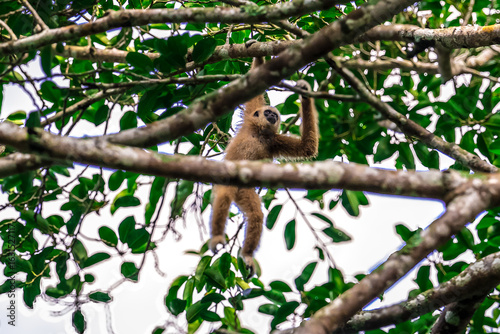 Φωτογραφία White-handed gibbon or Gibbons on trees, gibbon hanging from the tree branch