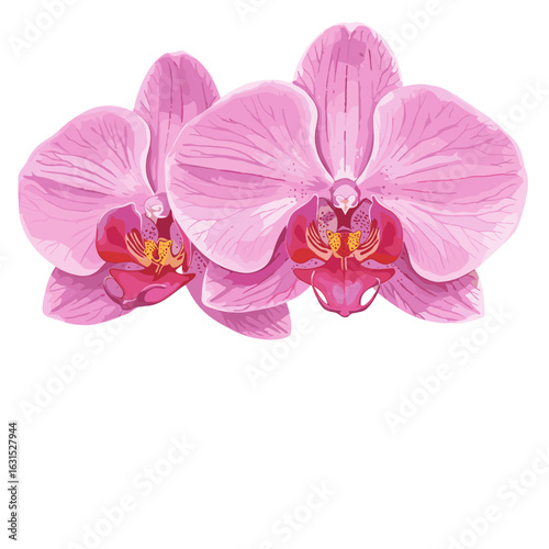 Two exquisite pink orchids with intricate details showcase the beauty of floral elegance in a botanical illustration