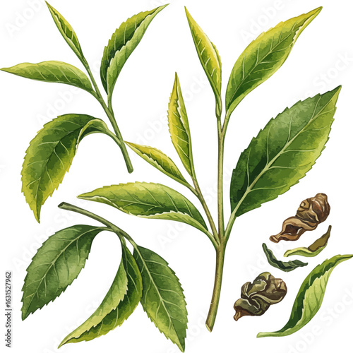 Watercolor tea leaves illustration with delicate details, showcasing freshness and natural beauty in vibrant green tones